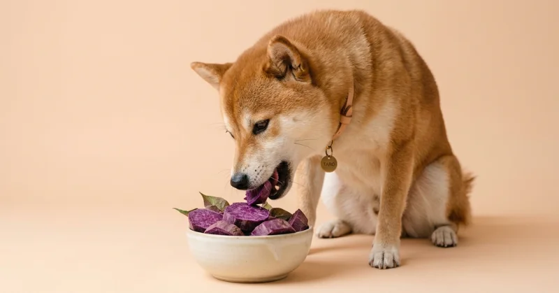 Benefits of Feeding Ube to Dogs