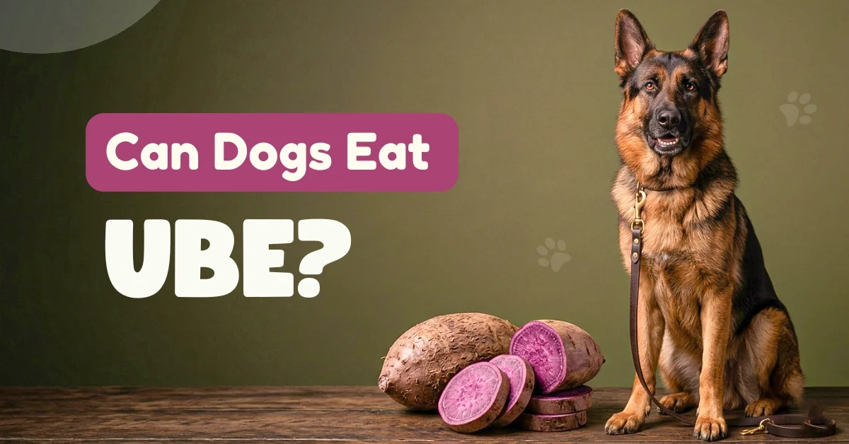 A German Shepherd sitting calmly next to whole and sliced raw purple ube yams on a wooden table, with text reading "Can Dogs Eat UBE?" on a green background.
