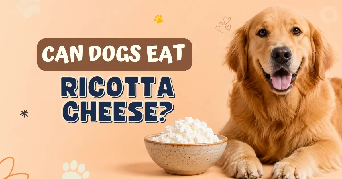 A smiling Golden Retriever lying down next to a small bowl of ricotta cheese
