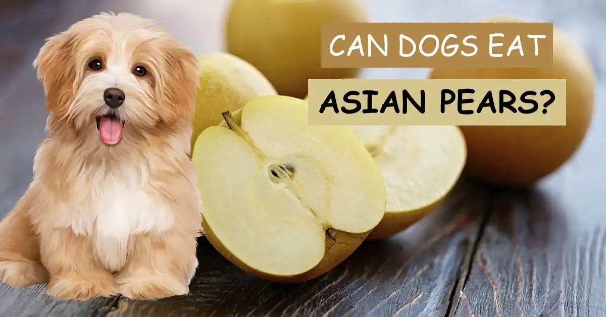 can dogs eat asian pears