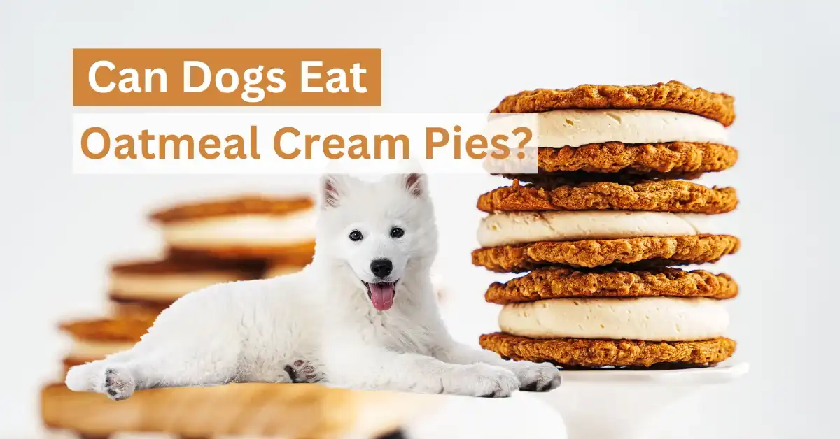 Can Dogs Eat Oatmeal Cream Pies