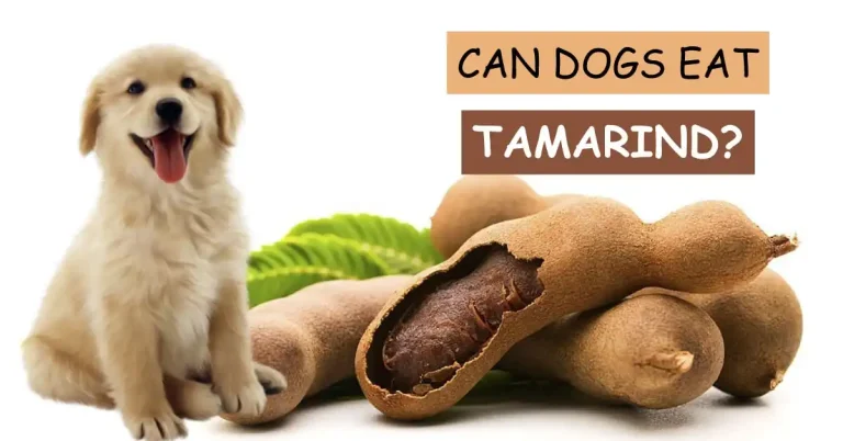 Can Dogs Eat Tamarind