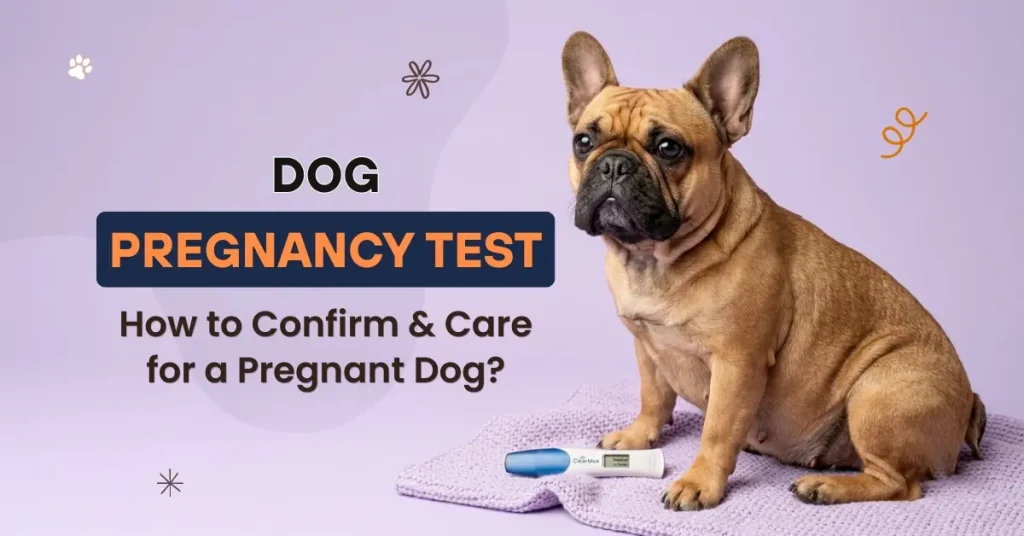A French bulldog sitting next to a pregnancy test stick, with text reading "Dog Pregnancy Test: How to Confirm & Care for a Pregnant Dog?