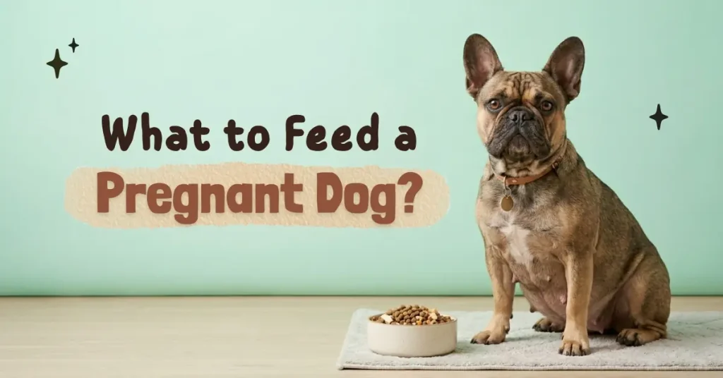 A pregnant French Bulldog sitting on a mat next to a bowl of dog food, with the text overlay 'What to Feed a Pregnant Dog?